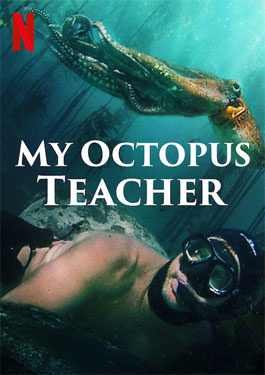 My Octopus Teacher (2020) บทเรียนจากปลาหมึก